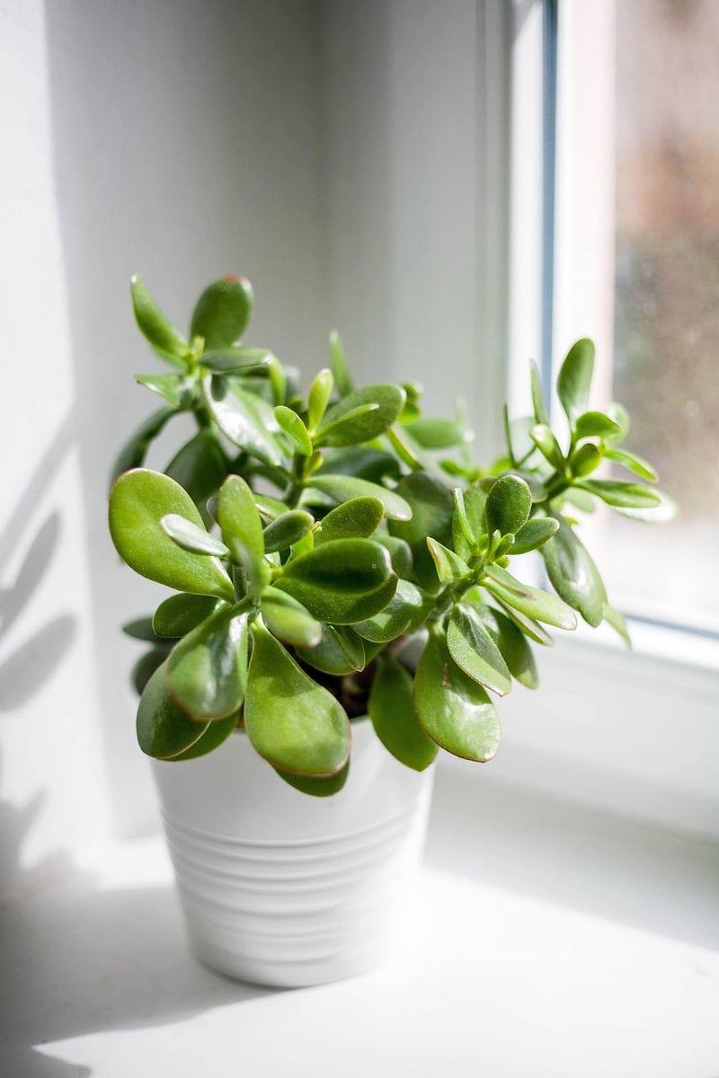Crassula Succulent