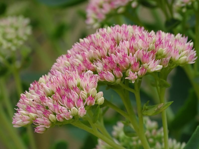 Sedum Stonecrop Plant